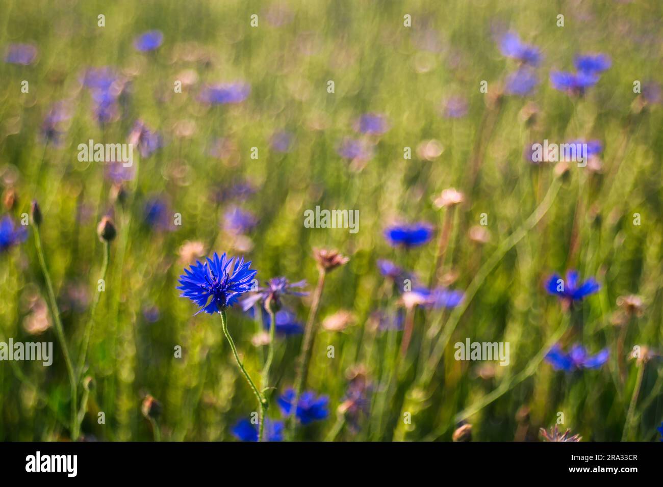 The Cornflowers