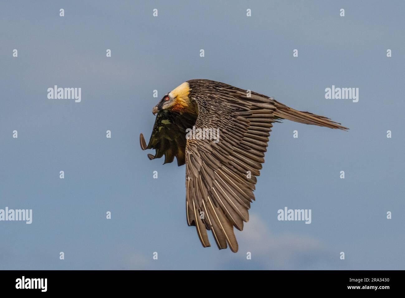 Bearded Vulture (Gypaetus barbatus) Lammergeyer Stock Photo - Alamy