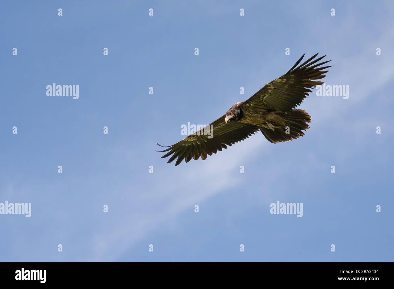 Bearded Vulture (Gypaetus barbatus) Lammergeyer Stock Photo