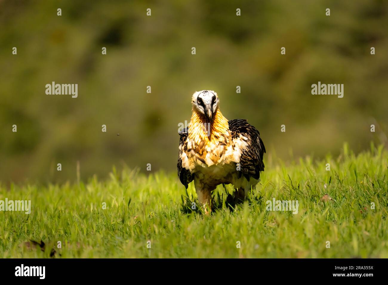 Bearded Vulture (Gypaetus barbatus) Lammergeyer Stock Photo