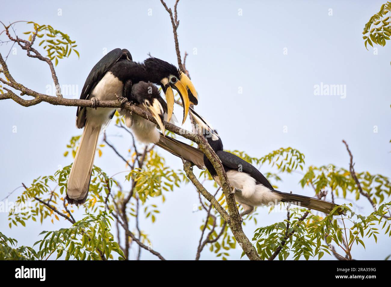 A pair of orientlal pied hornbills engage in courtship behaviour while another female intervenes, Singapore Stock Photo
