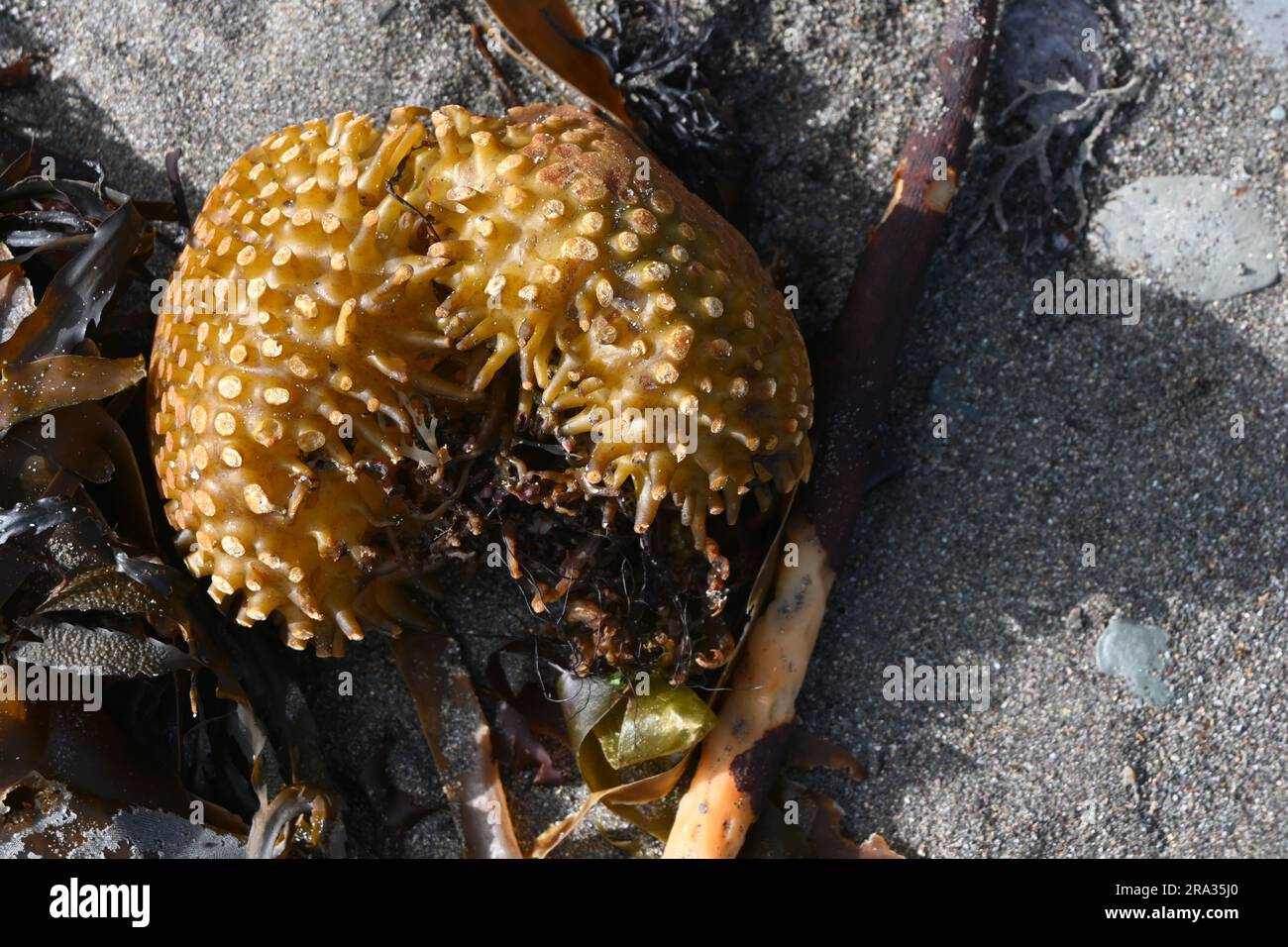 Bulbous holdfast of Furbellows (Saccorhiza polyschides), a large kelp Stock Photo