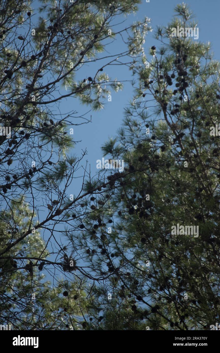 trees seen from below in the forest Stock Photo