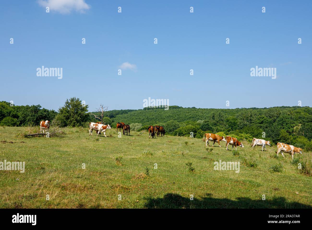 Cow herding in the landscape of Viscri Romania Stock Photo