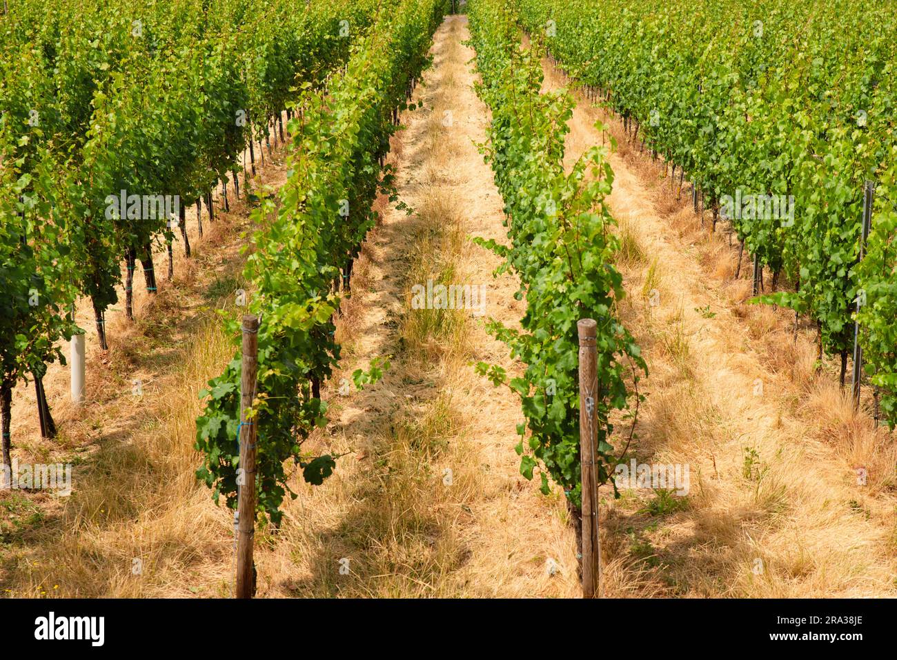 Vineyard in the ancient roman city of Trier, Moselle Valley in Germany, landscape in rhineland palatine Stock Photo