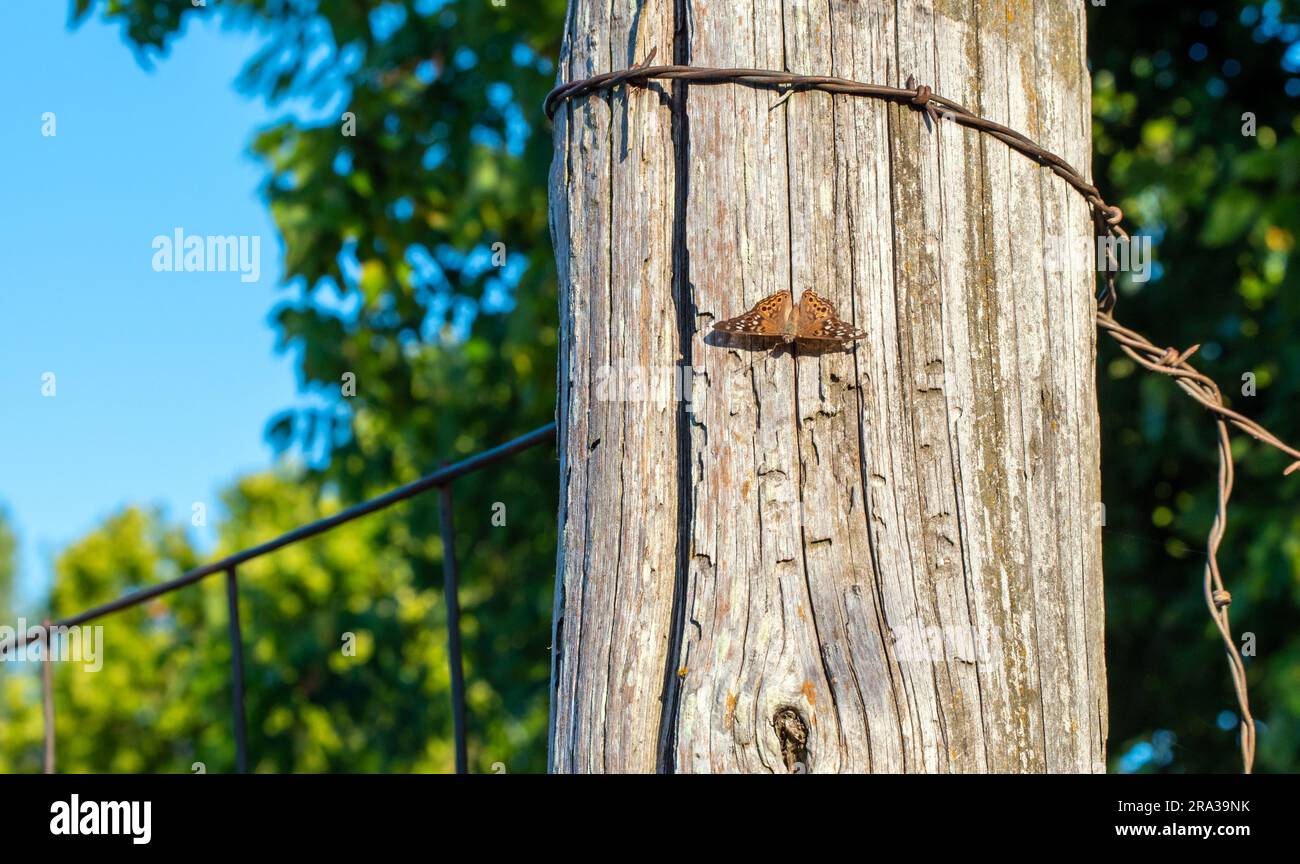 A single pretty Hackberry Emperior butterflt rests peacefully on an old wooden corner post in Missouri. Bokeh. Stock Photo