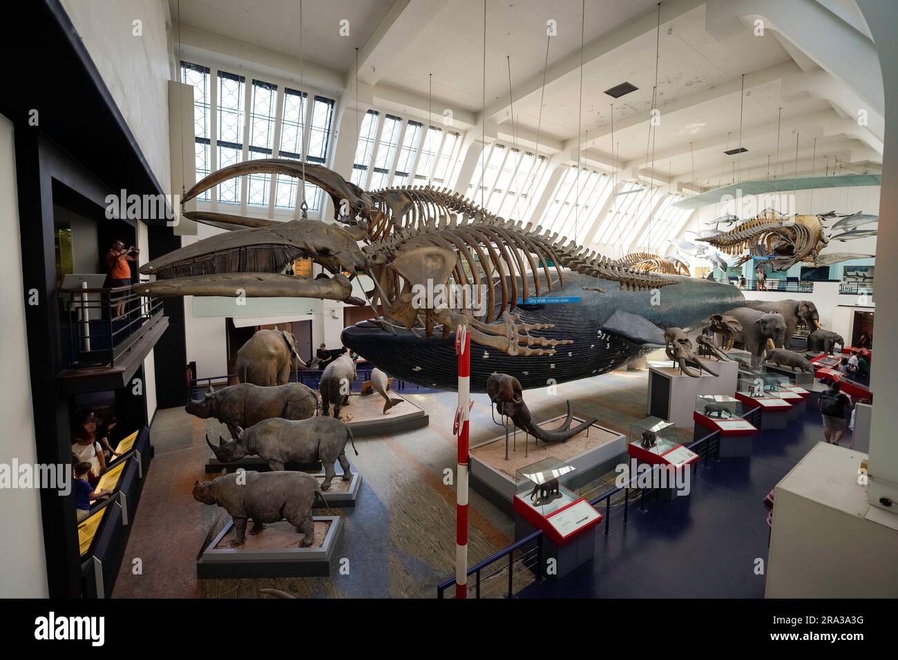 Natural History Museum in London, interior of museum. Museum gallery with exhibit showing skeletons and aquatic animals with educational displays. Stock Photo