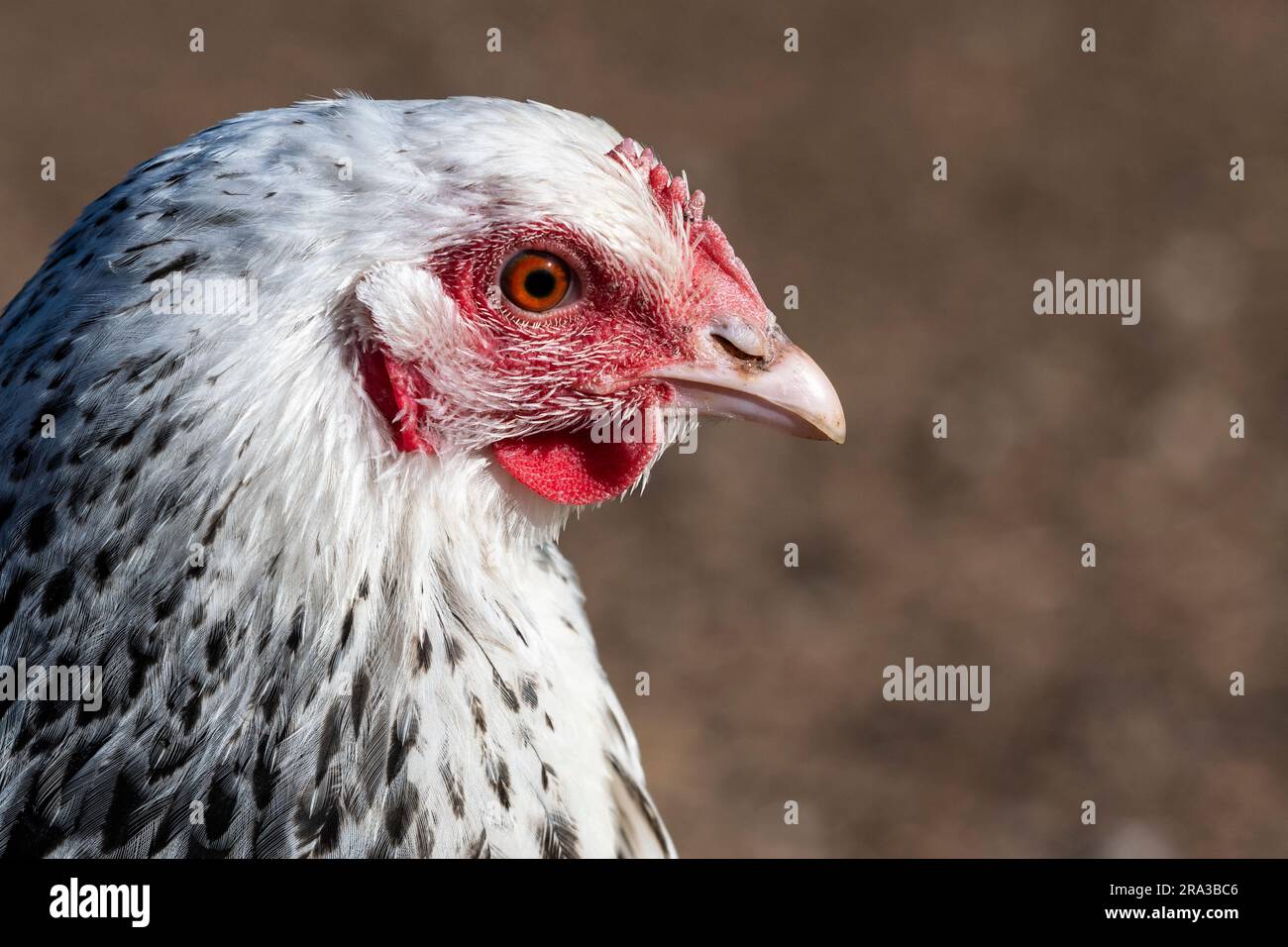 Portrait of a free range chicken with a black and white plumage. Stock Photo