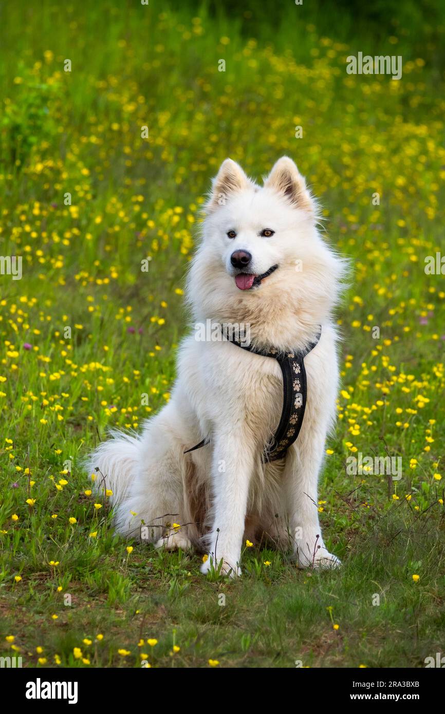 Samoyed short store hair