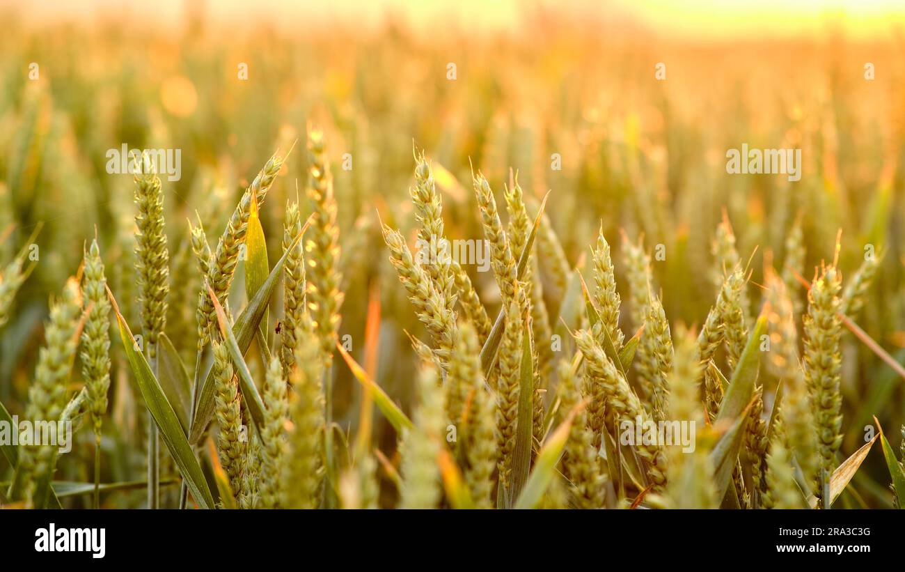 Wheat field at sunset. Close-up of ripening ears of wheat in the rays ...