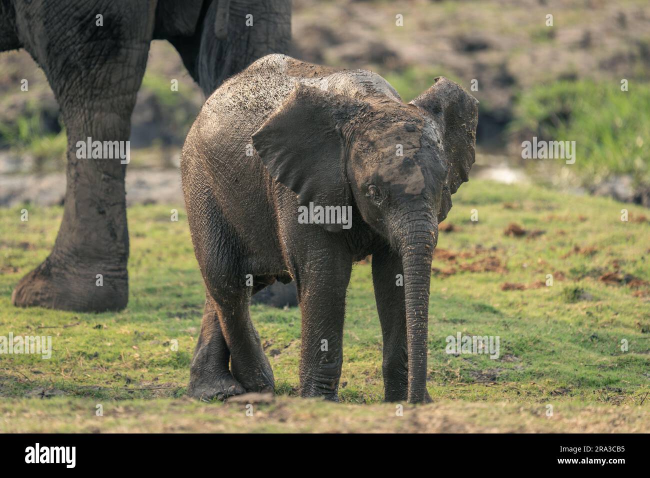 Baby African bush elephant stands beside cow Stock Photo - Alamy