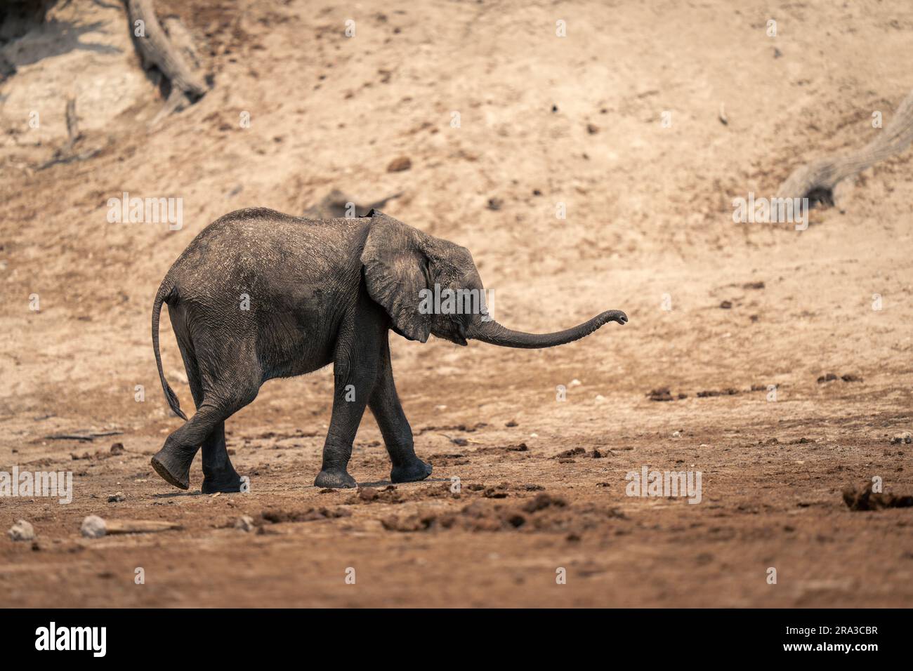 Baby African bush elephant walks swinging trunk Stock Photo Alamy