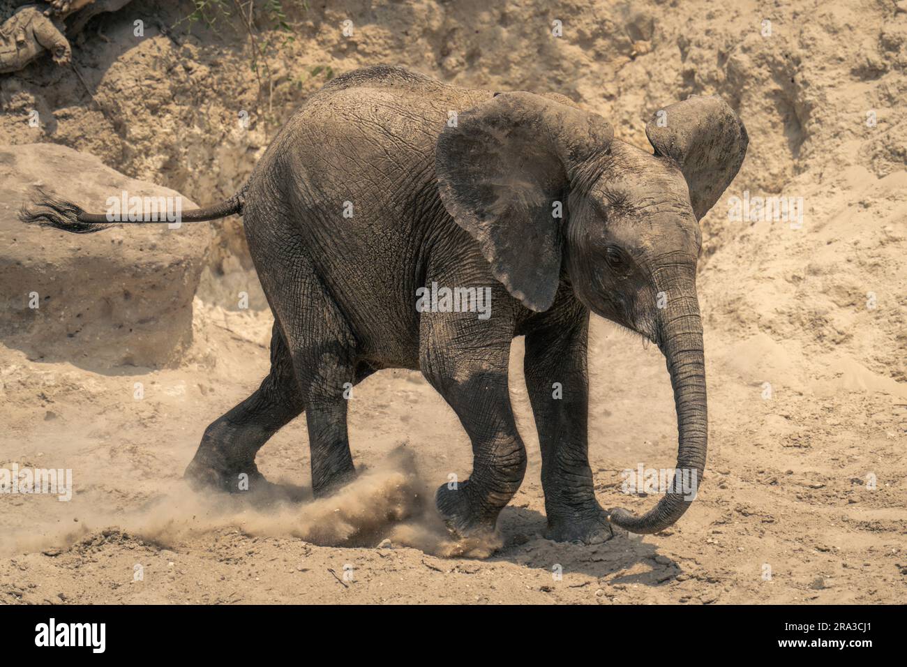 Baby African bush elephant kicks up sand Stock Photo - Alamy