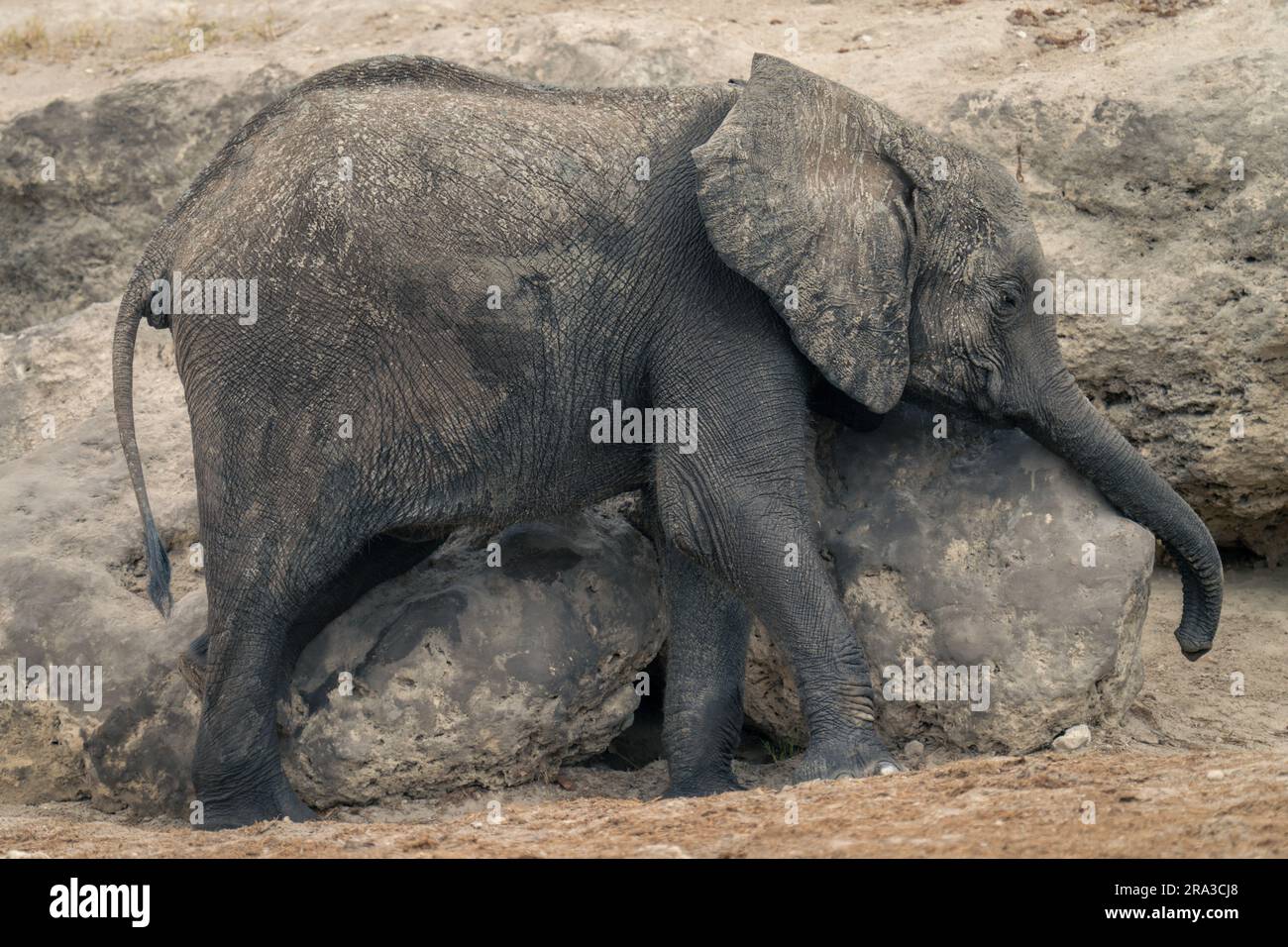 Baby African elephant stands scratching on rock Stock Photo - Alamy