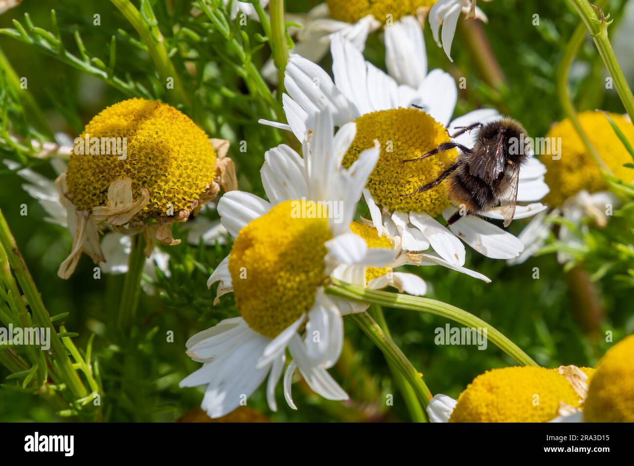 A fluffy bumblebee collects honey from a white chamomile flower in ...