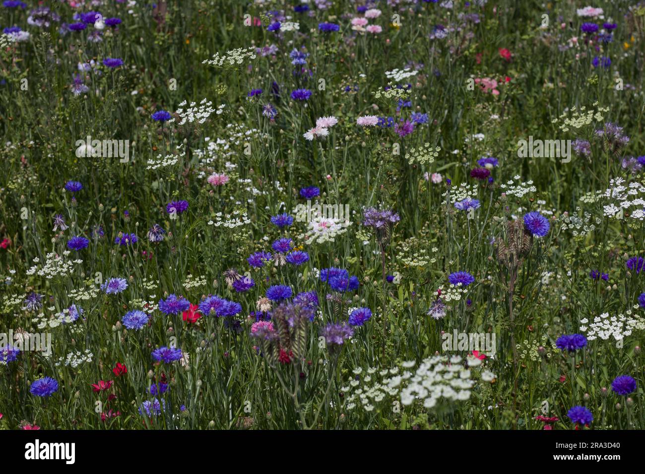 Colourful Assorted Wild Flower Background With Grass Stock Photo Alamy