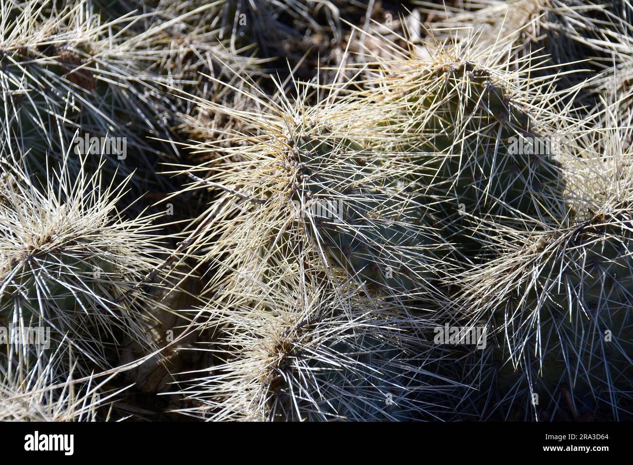 cactus, plains pricklypear, starvation pricklypear, cactusOpuntia polyacantha var. erinacea, Grand Canyon, Grand Canyon National Park, Arizona, USA Stock Photo