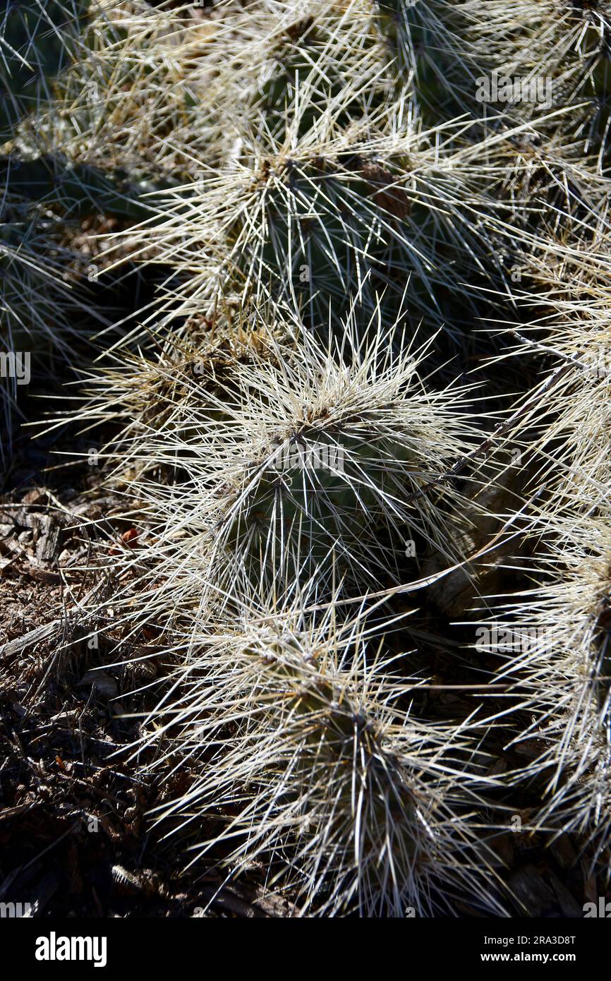 cactus, plains pricklypear, starvation pricklypear, cactusOpuntia polyacantha var. erinacea, Grand Canyon, Grand Canyon National Park, Arizona, USA Stock Photo