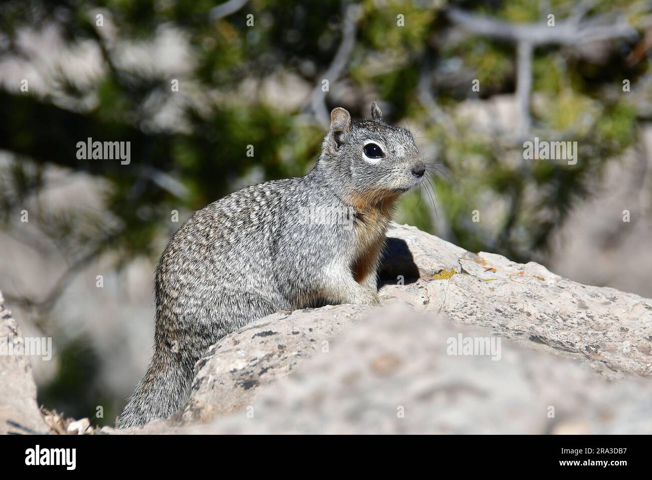 Rock squirrel, Otospermophilus variegatus, sziklai ürge, Grand Canyon