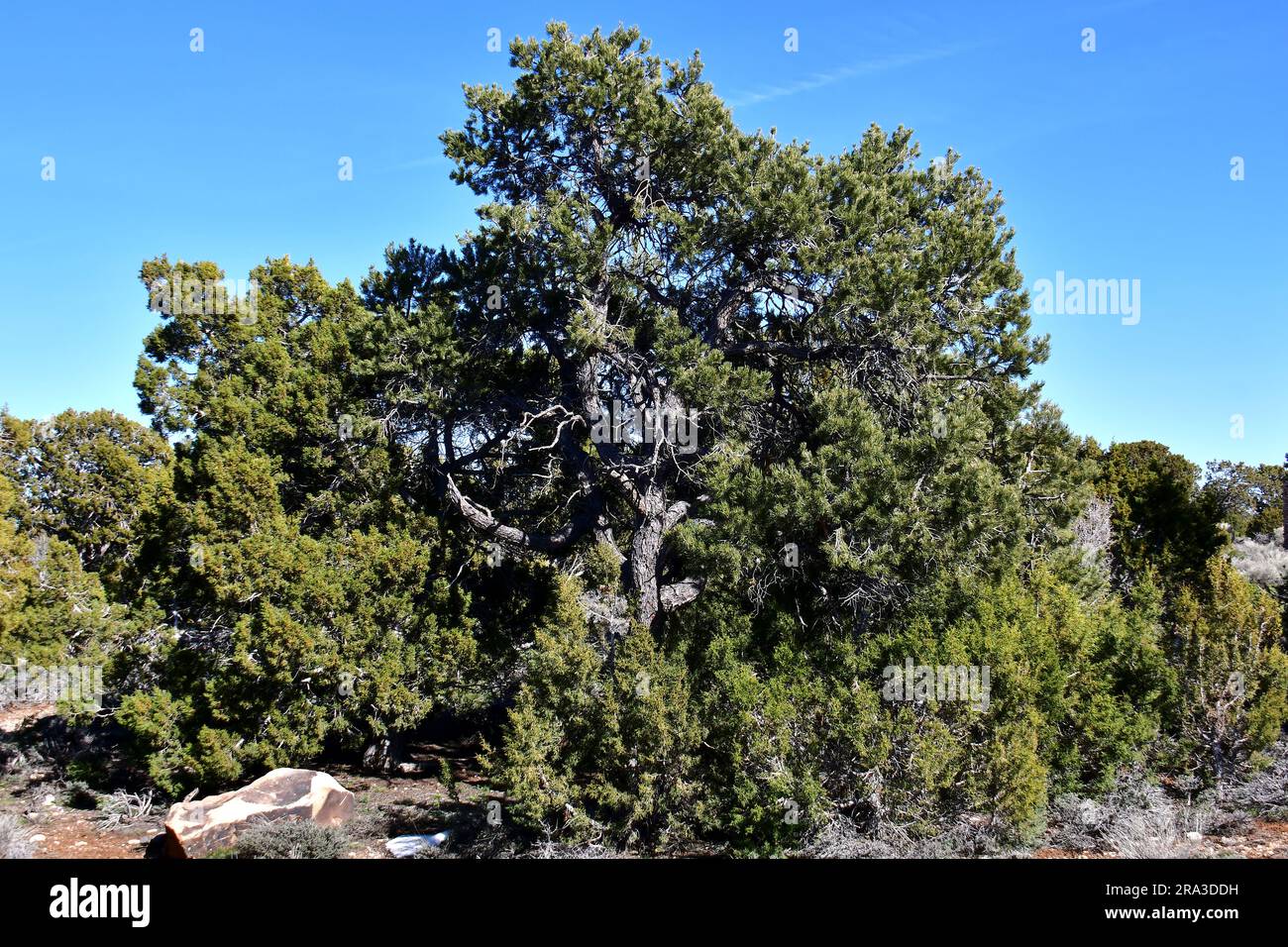 Utah juniper, Juniperus osteosperma, Grand Canyon, Grand Canyon National Park, Arizona, USA, North America Stock Photo