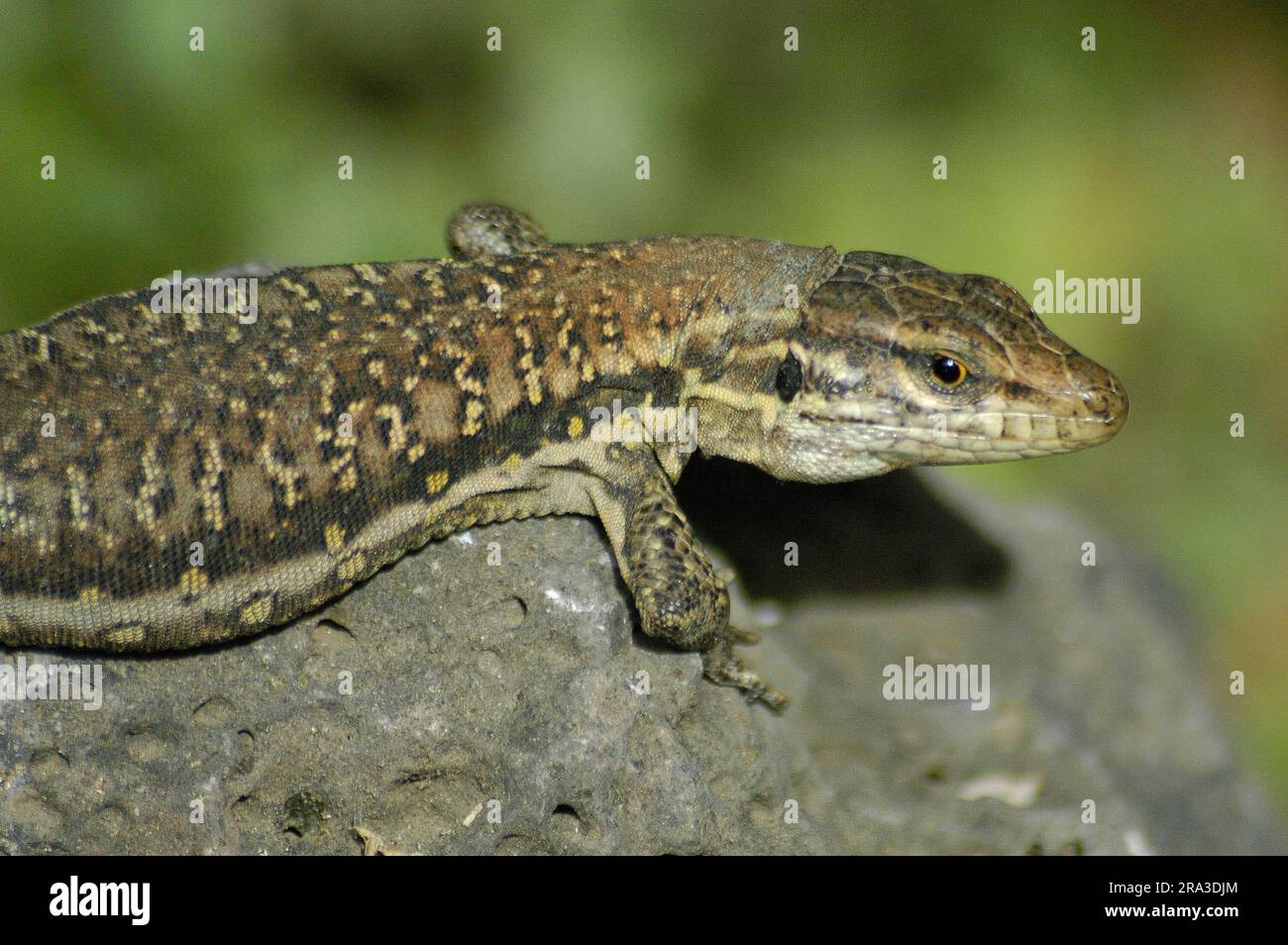Force animale hi-res stock photography and images - Alamy