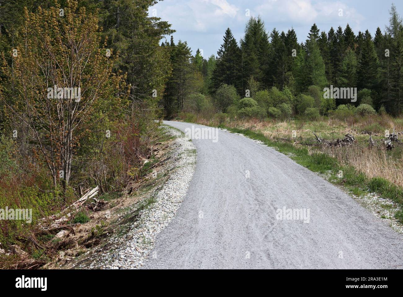 gravel bike trail through a wooded area near swamp on the lamoille valley rail train in vermont (cycling, walking, pedestrian path) Stock Photo