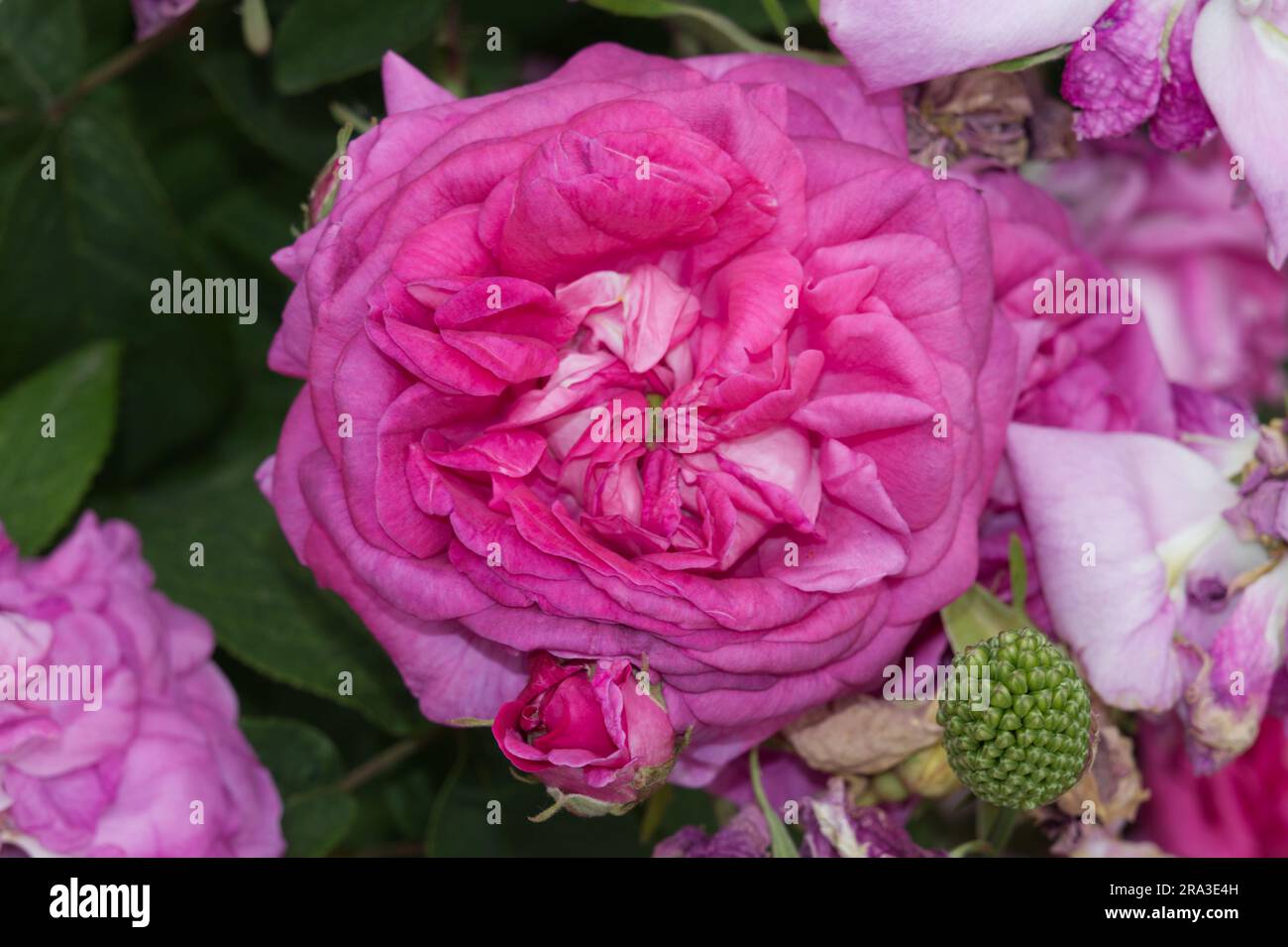 Double pink summer Gallica rose flowers of Rosa Surpasse Tout UK garden June Stock Photo