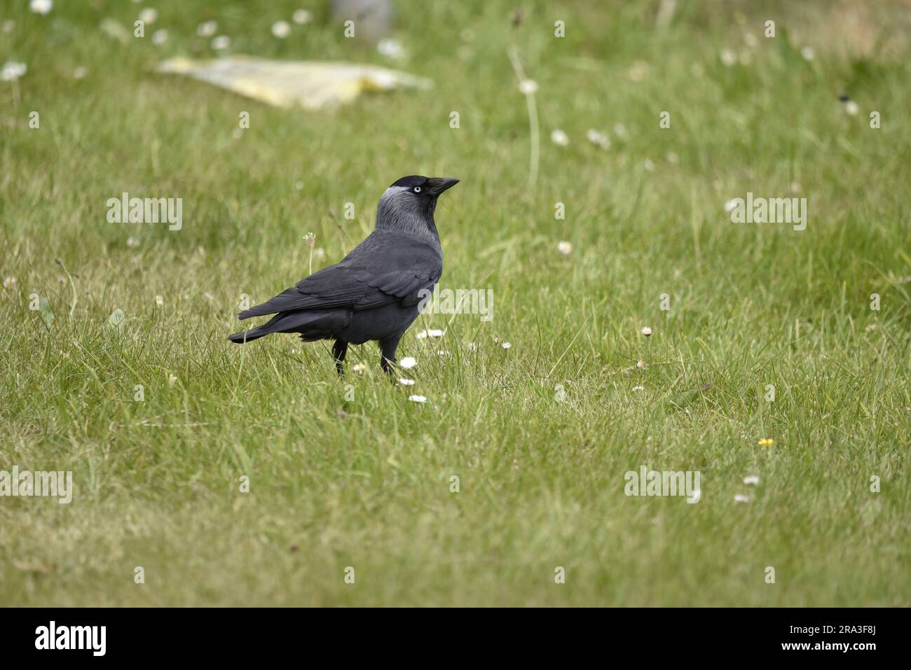 Western Jackdaw (Corvus monedula) Standing in Right-Profile on Grass with Daisies and Buttercups, Looking Skywards, taken on the Isle of Man in June Stock Photo