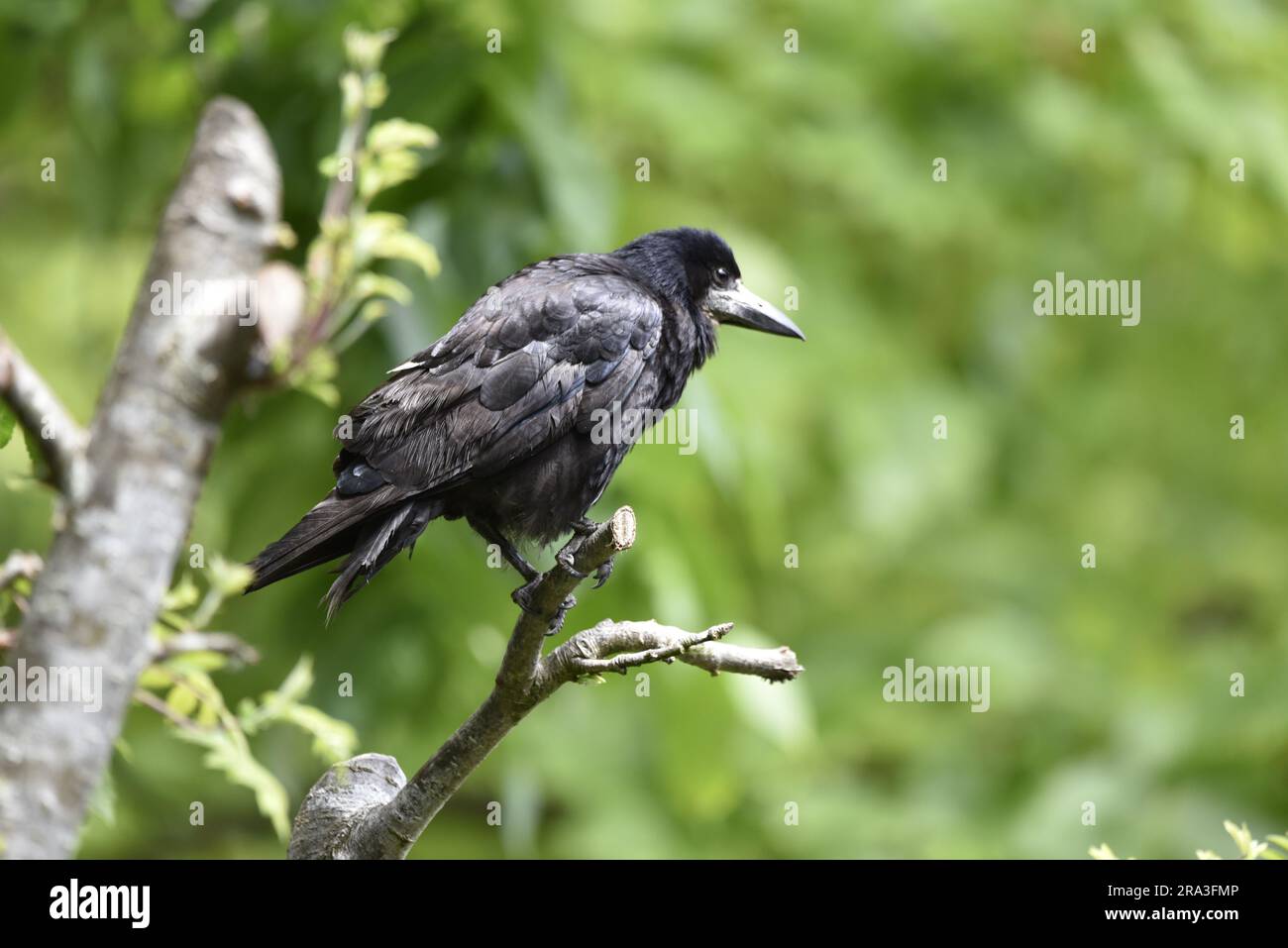 Foreground Image of a Rook (Corvus frugilegus) Perched in Right-Profile at Eye Level, against a Blurred Green Background on the Isle of Man, UK Stock Photo