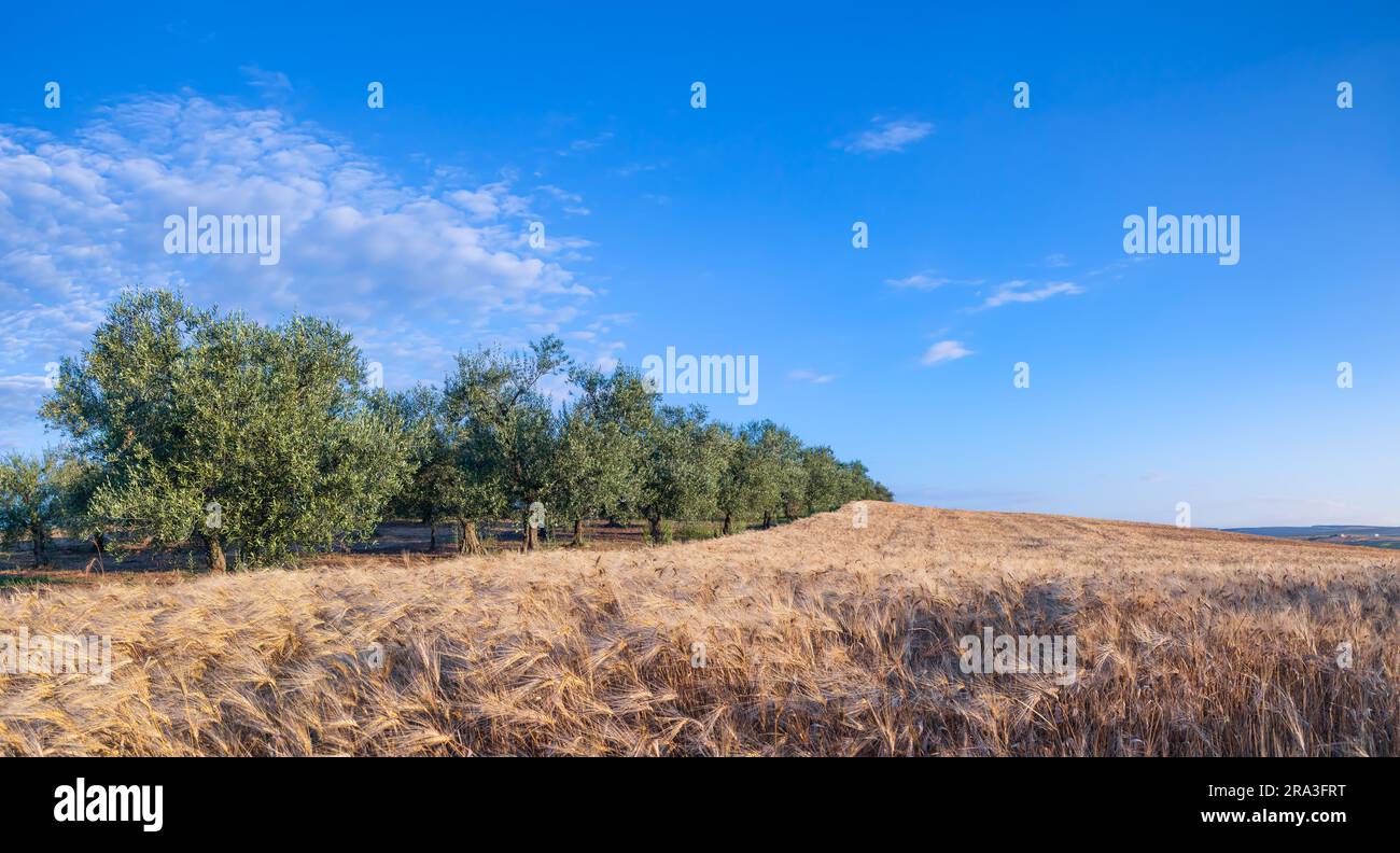 Olive trees in rural landscape hi-res stock photography and images - Alamy
