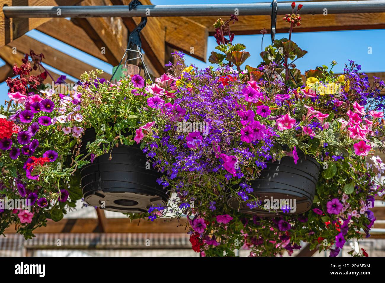 Baskets of hanging petunia flowers on balcony. Petunia flower ornamental plant. Purple and pink petunias in a hanging basket. Pots of bright calibrach Stock Photo