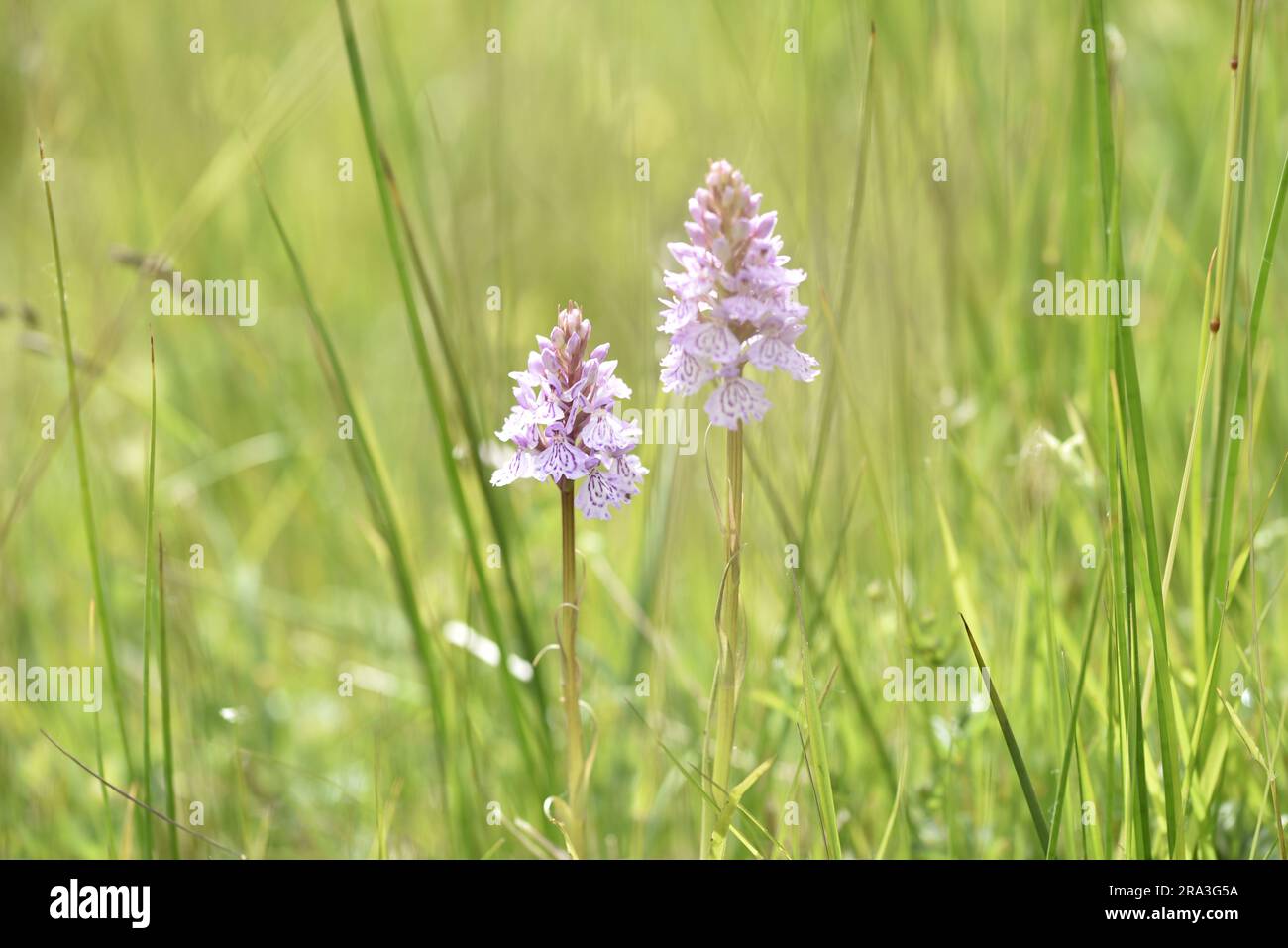 Two Heath Spotted-orchids (Dactylorhiza maculata), taken at Eye Level against a Sunlit Meadow Background, on the Isle of Man, UK in June Stock Photo