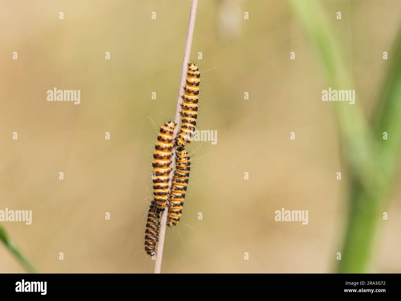 Caterpillars side view hi-res stock photography and images - Alamy