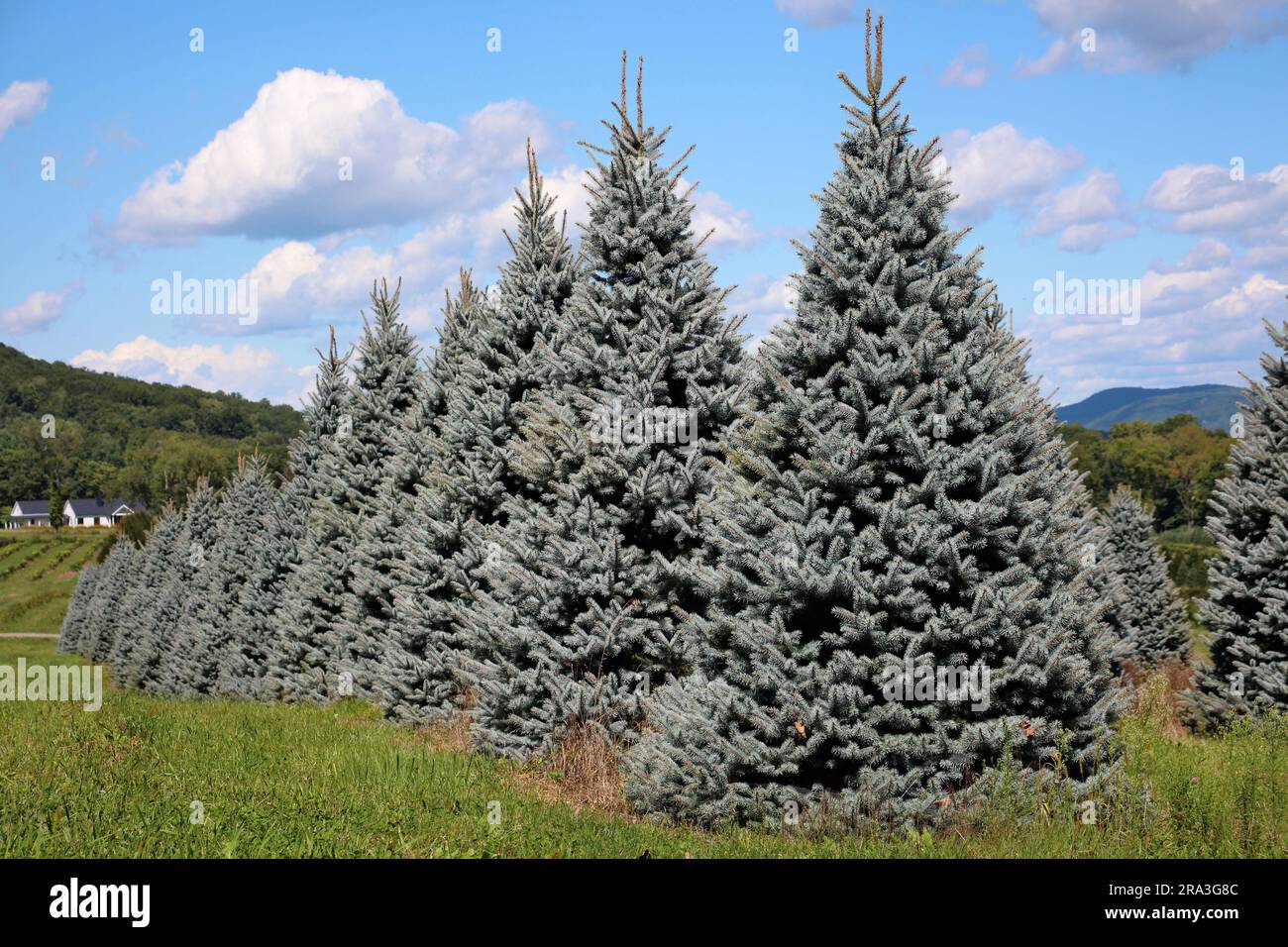 blue trees in row bright colors (green conifers spruce fir pine xmas tree farm) meadow blue sky clouds Stock Photo