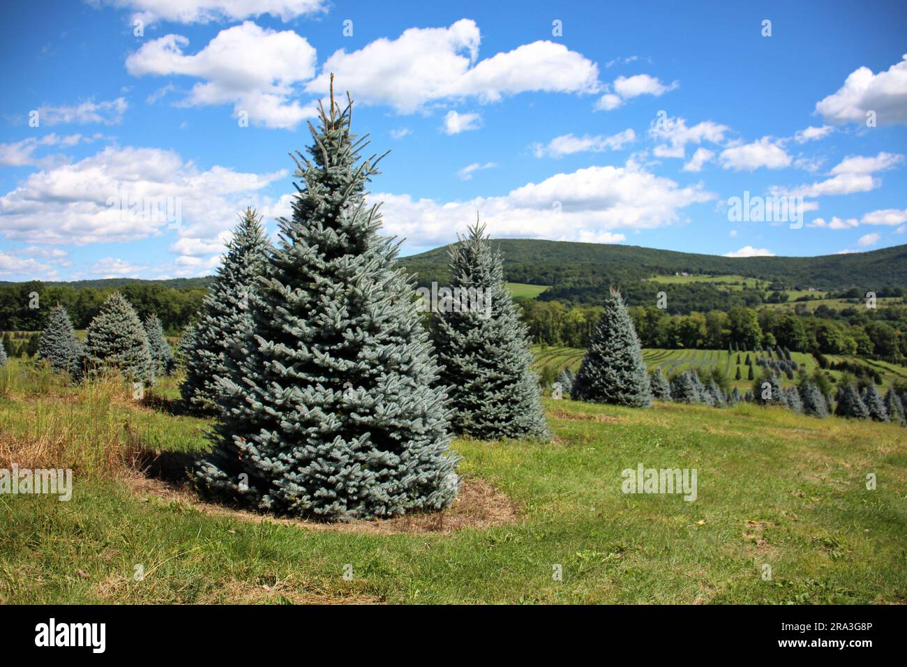 blue trees in row bright colors (green conifers spruce fir pine xmas tree farm) meadow blue sky clouds Stock Photo