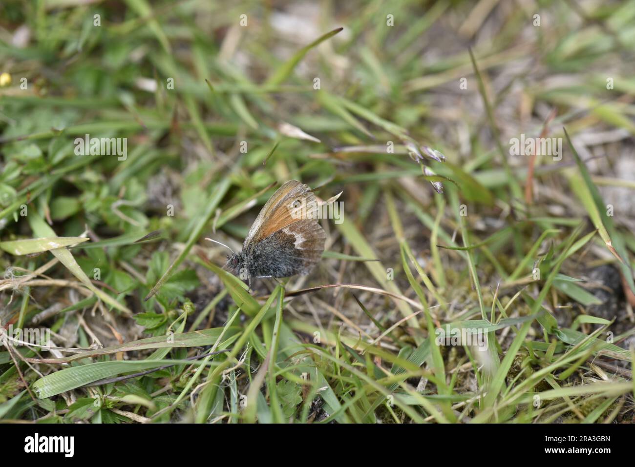 Large Heath Butterfly (Coenonympha tullia) on Damp Grass in Left-Profile, taken on the Isle of Man, UK in June Stock Photo