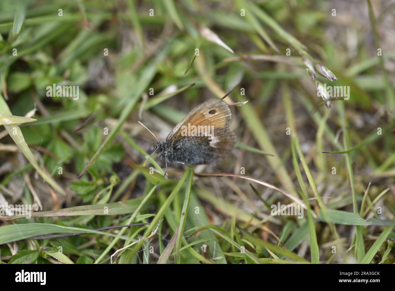 Macro Image of a Large Heath Butterfly (Coenonympha tullia) on Damp Grass in Left-Profile, Eye Level Foreground, taken in a Wildflower Meadow in UK Stock Photo