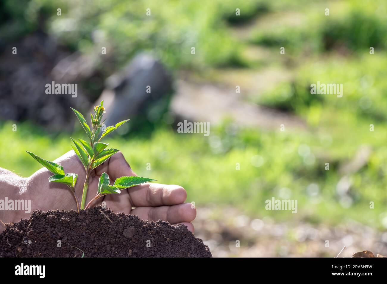 small tree growing with sunshine in garden. eco concept Stock Photo