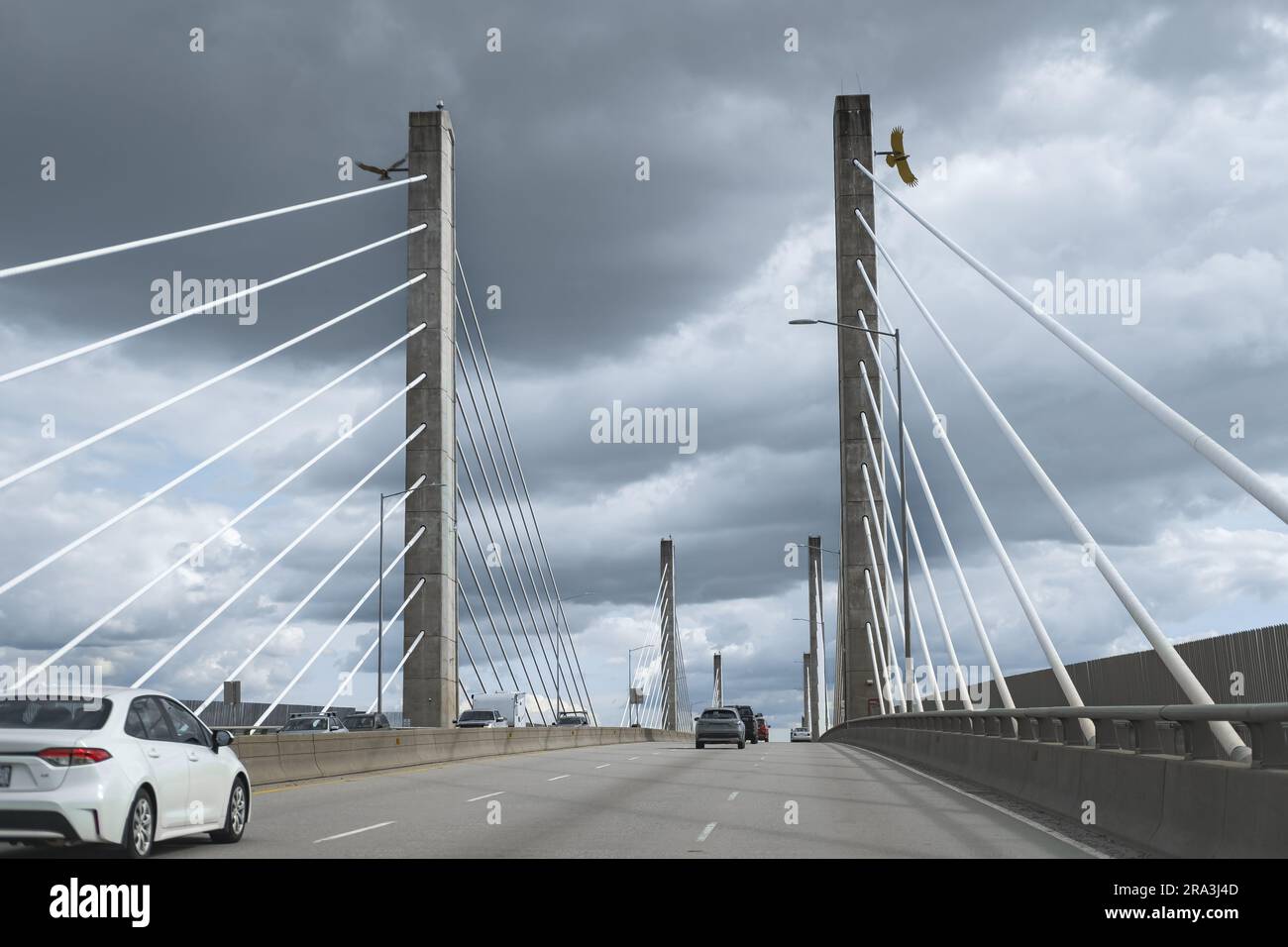 Vancouver, British Columbia, Canada. The Golden Ears Bridge, connecting Maple Ridge to Langley. A cable-suspended bridge spanning across Fraser River Stock Photo