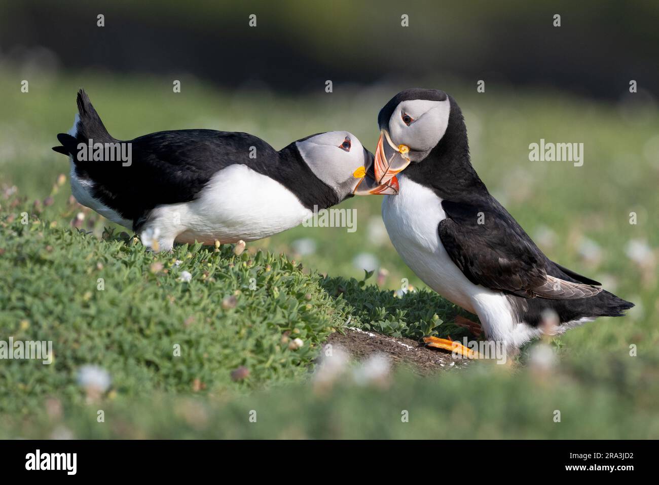 puffin billing during courtship - Skomer island, Wales Stock Photo