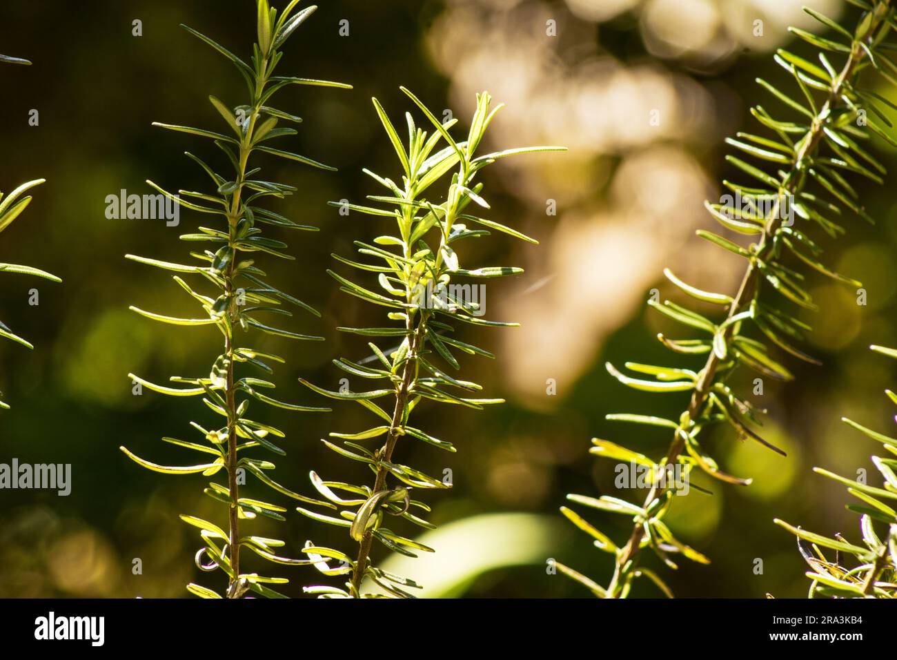 Rosemary, Rosmarinus officinalis, plant on natural background Stock Photo
