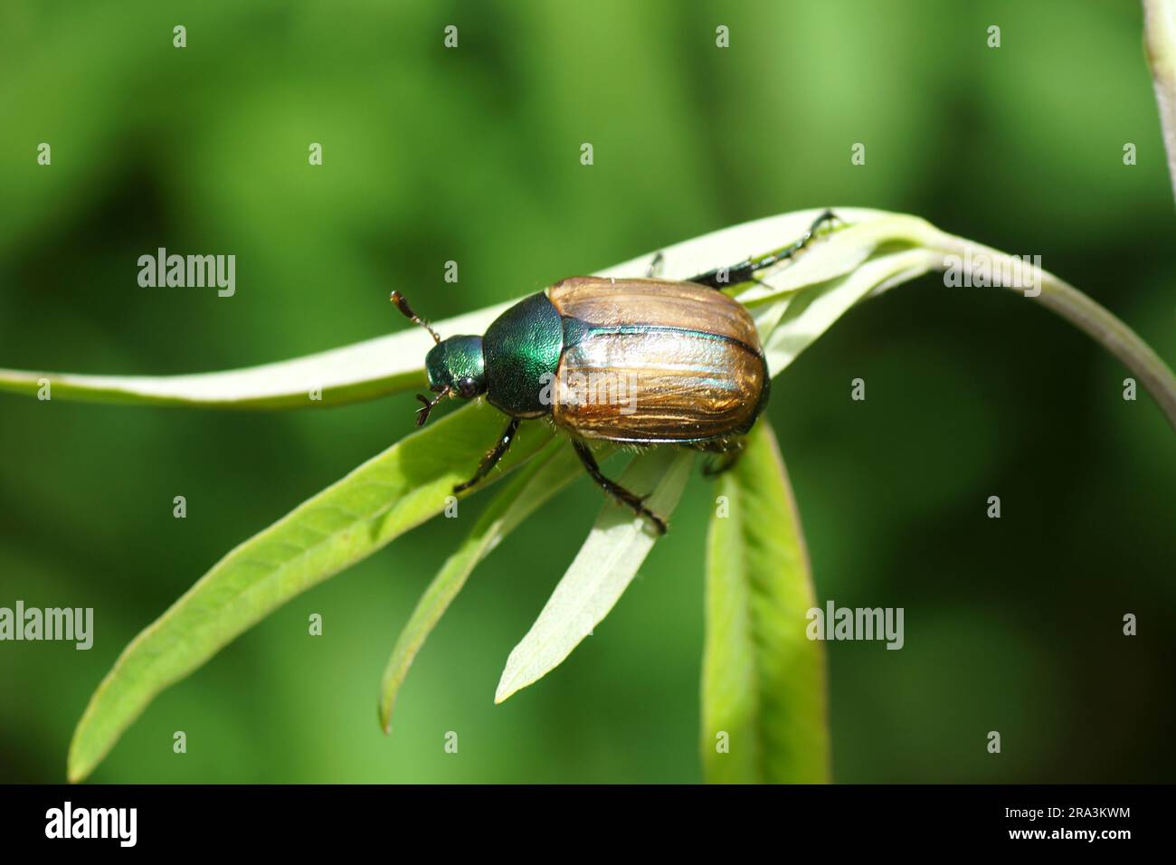 Dune chafer (Anomala dubia). Family Scarabs, scarab beetles ...