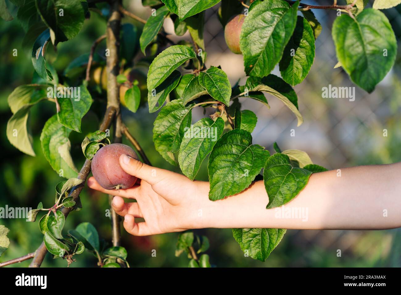 A boy's hand holds a red apple on a branch of an apple tree in the garden. Stock Photo