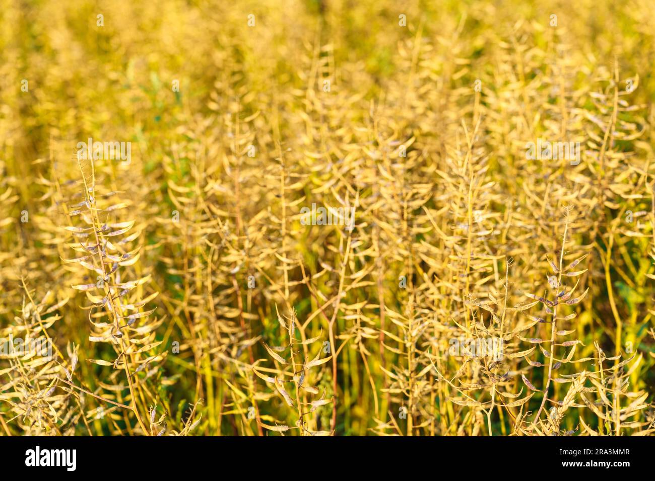 Mustard field. Mustard seeds also called Brassica napus are ripe for harvest Stock Photo