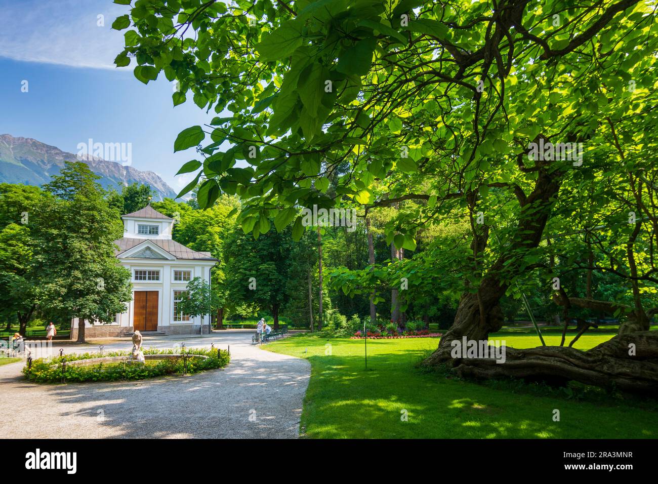 Innsbruck: Trompetenbaum (Catalpa bignonioides, southern catalpa, cigartree, Indian-bean-tree) in park Hofgarten, Musikpavillon in Region Innsbruck, T Stock Photo