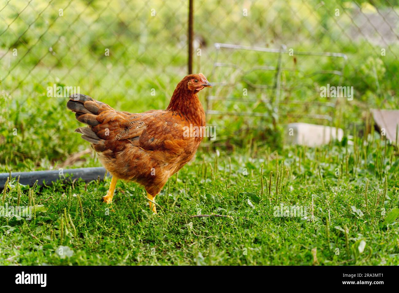 A red hen walks on the grass in a village yard Stock Photo