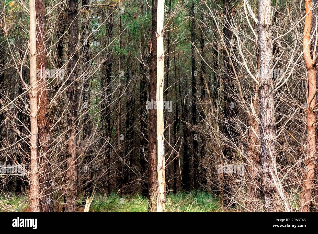 Photograph of bushfire affected trees in a Pine Forest in the Central ...