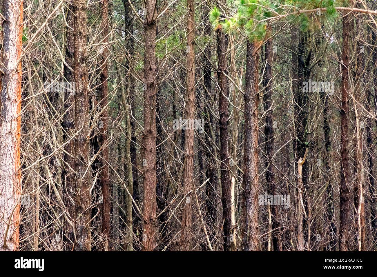 Photograph of bushfire affected trees in a Pine Forest in the Central ...