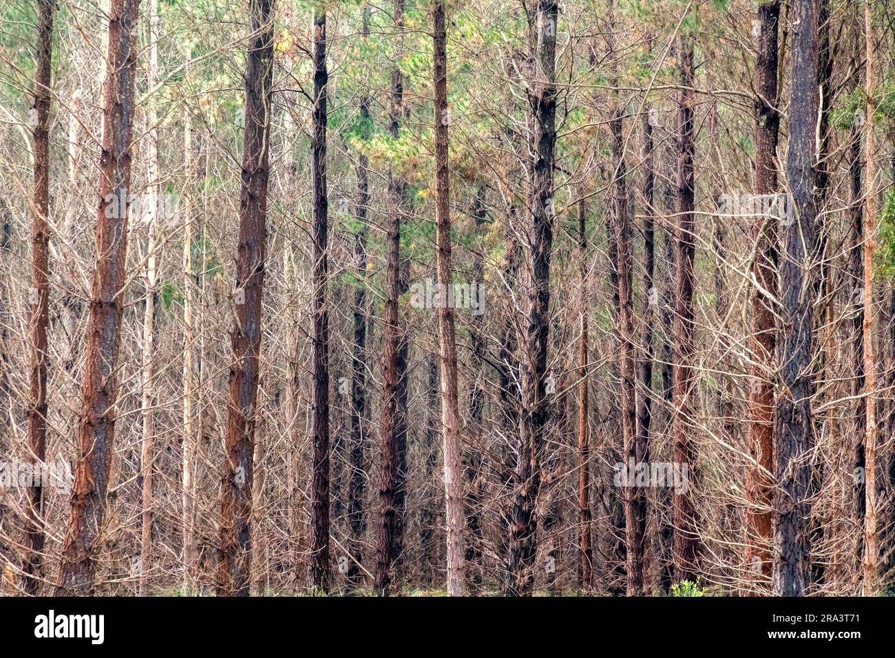 Photograph of bushfire affected trees in a Pine Forest in the Central ...