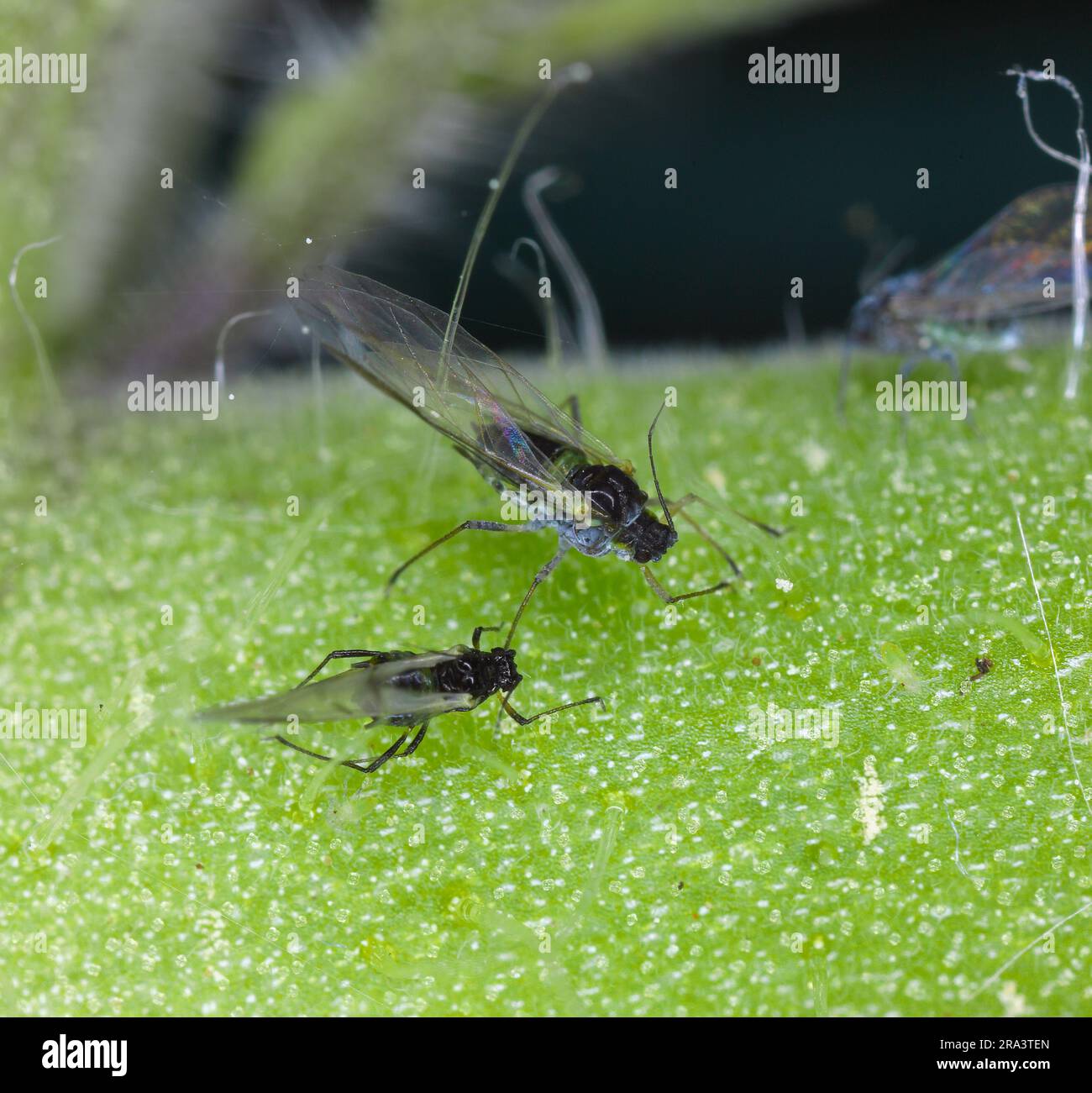 Winged aphids on a tomato plant in the garden. Pests of vegetables in the garden Stock Photo Alamy